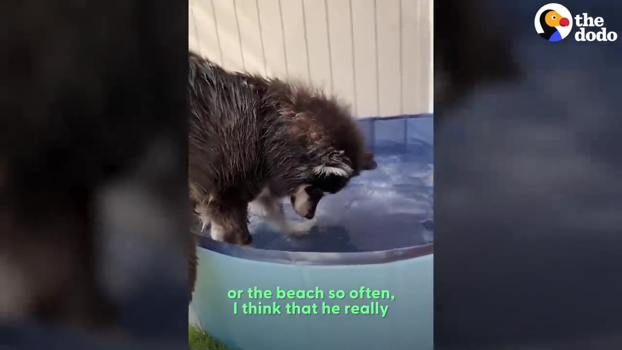A black and white husky standing inside a small blue paddling pool filled with water.