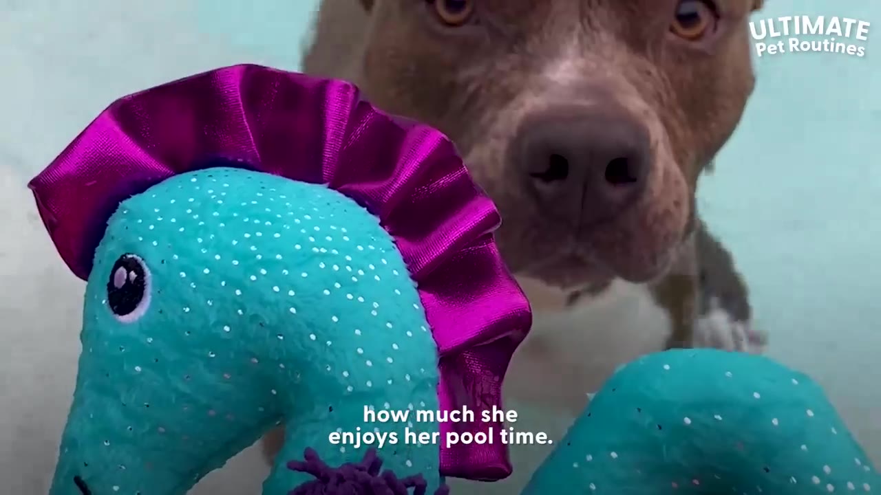 A close-up shot of a pit bull dog looking directly forward with wide eyes behind a blue and purple plush toy near water.