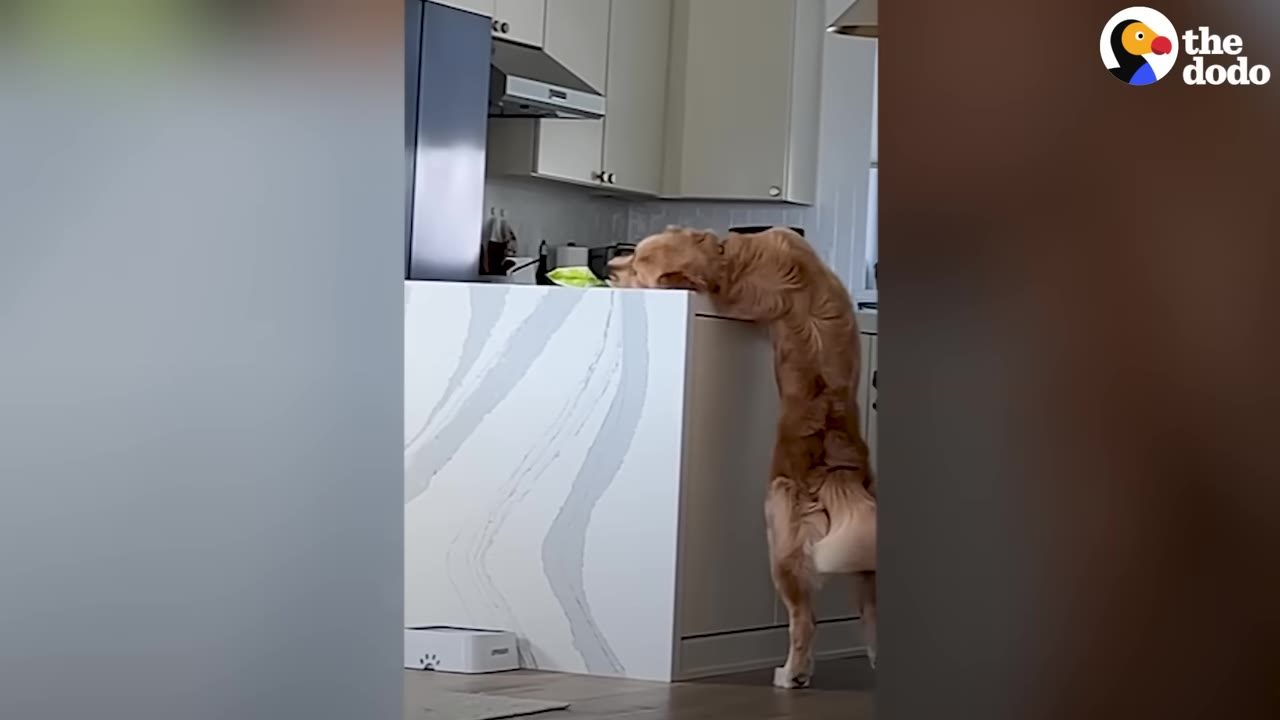 A golden retriever standing on its hind legs to reach the top of a kitchen counter island.