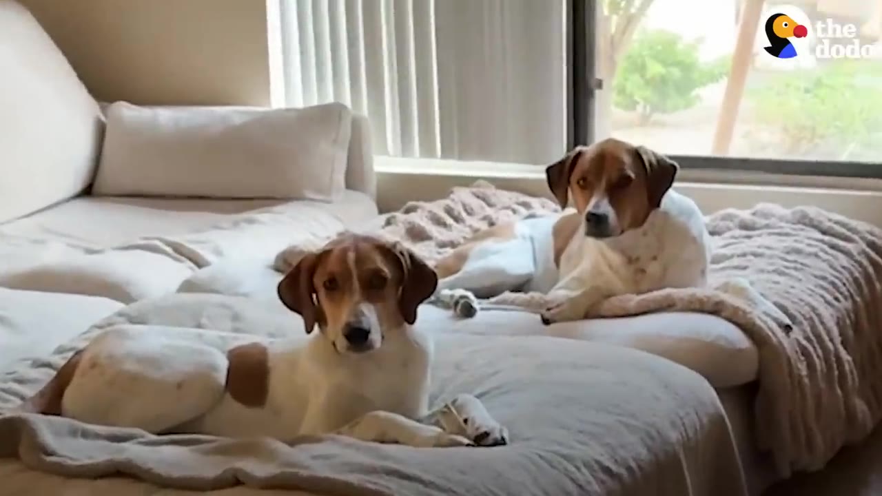 Two brown and white hound dogs lying together on a large, light-colored sofa indoors.