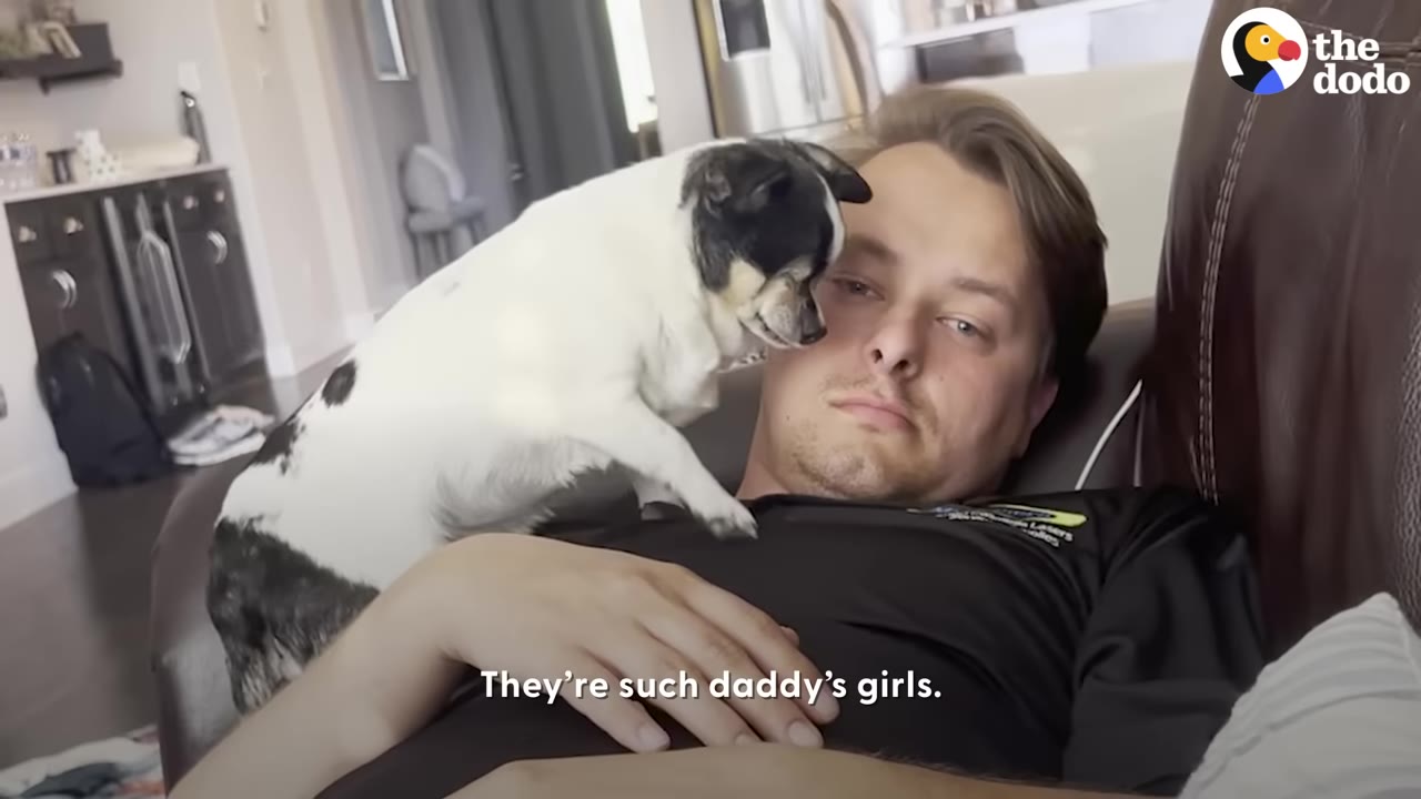 A small black and white Chihuahua mix dog standing on a man's chest while he lies on a couch.