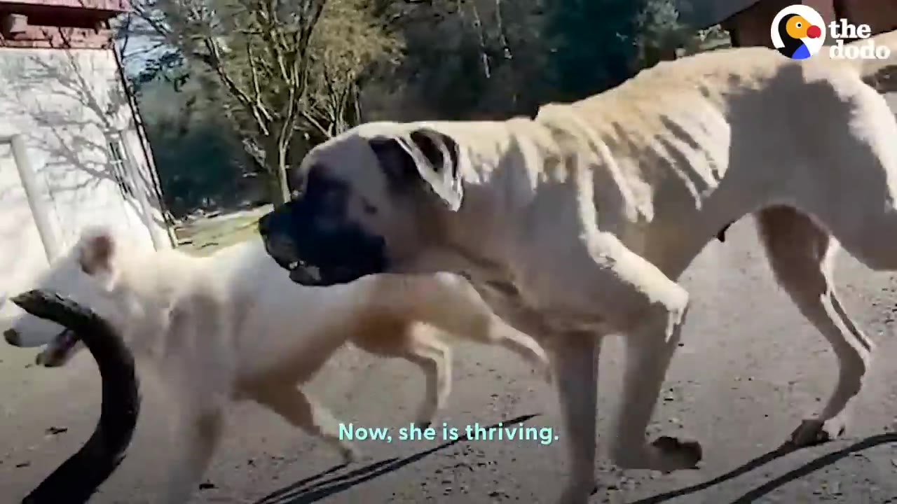 A large tan mastiff-type dog walking outdoors alongside another dog on a sunny day.