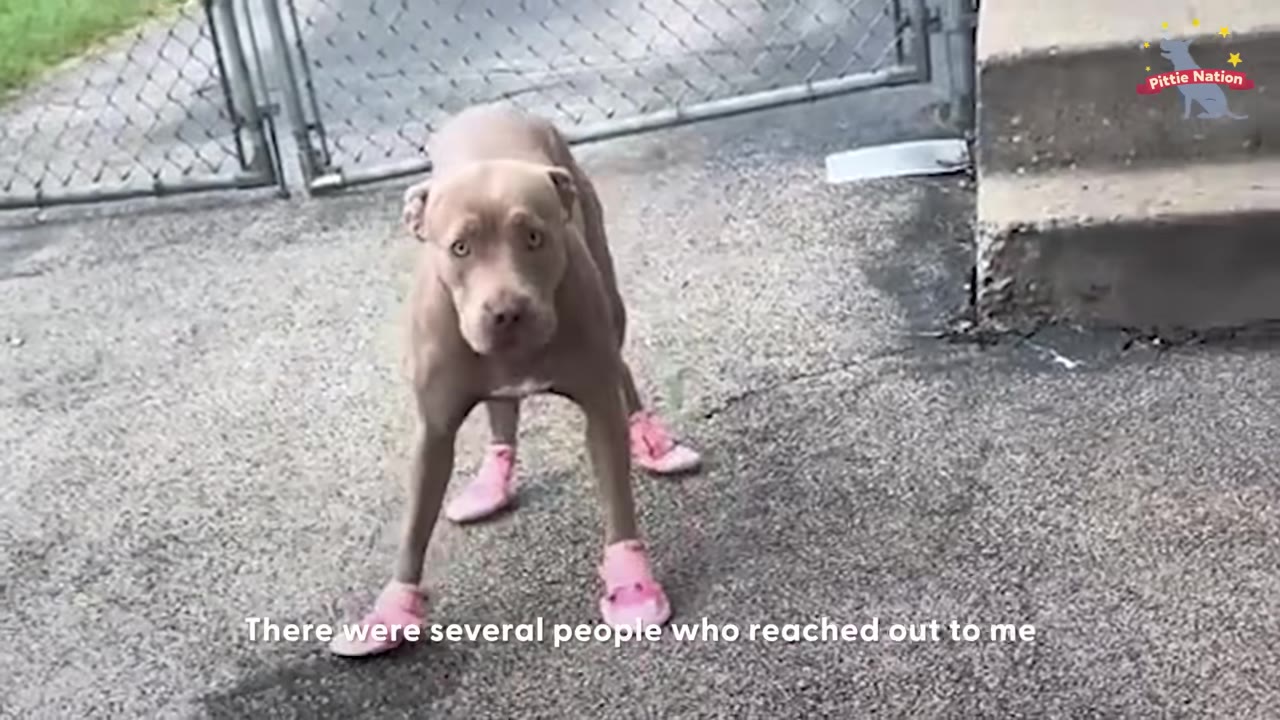 A tan dog wearing pink booties stands outside on a concrete surface looking directly into the camera.