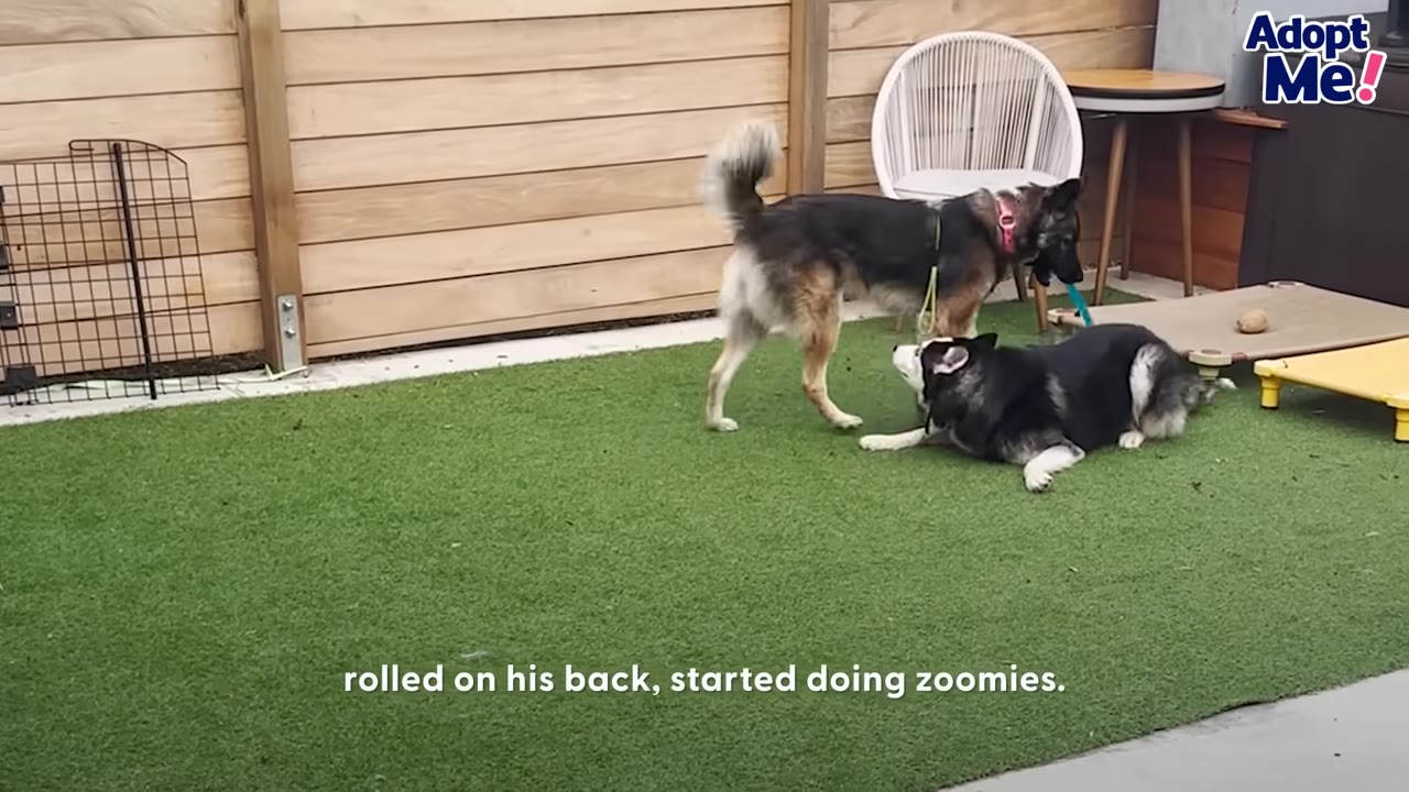 A black and white Husky laying on artificial grass facing a German Shepherd mix in an outdoor yard.