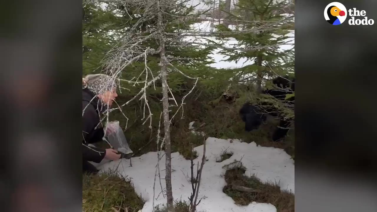 A person kneeling in a snowy forest holding a bag, facing a large black dog emerging from under evergreen pine trees.