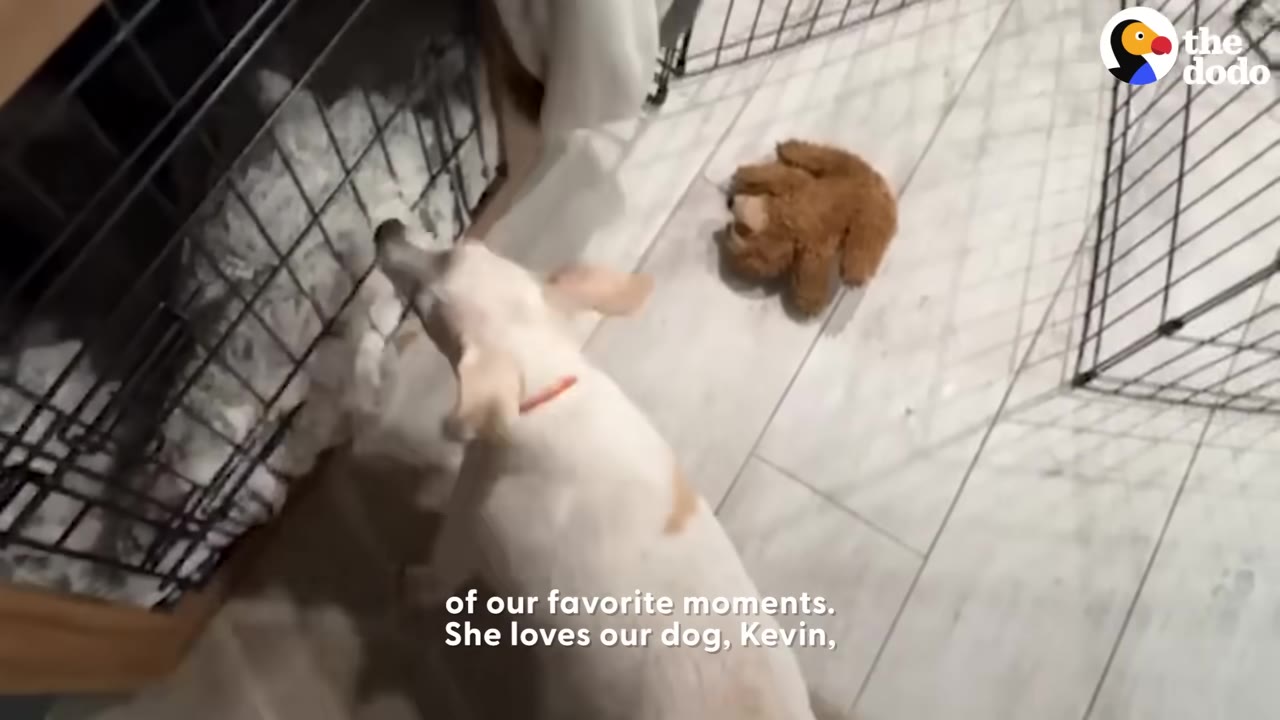 A white dog wearing an orange collar stands near an indoor crate with a stuffed toy lying on the floor nearby.