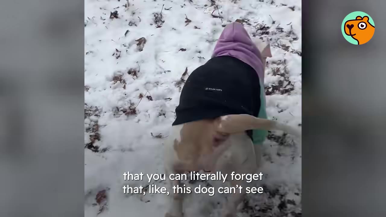 A white dog wearing a black sweater walking through snow outdoors.