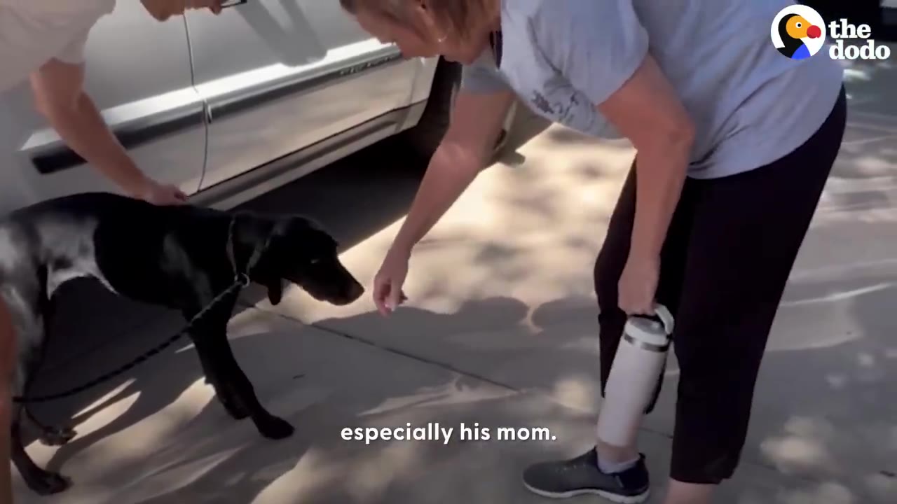 A black dog on a leash outside near a car, reaching toward a woman bending down to greet him.