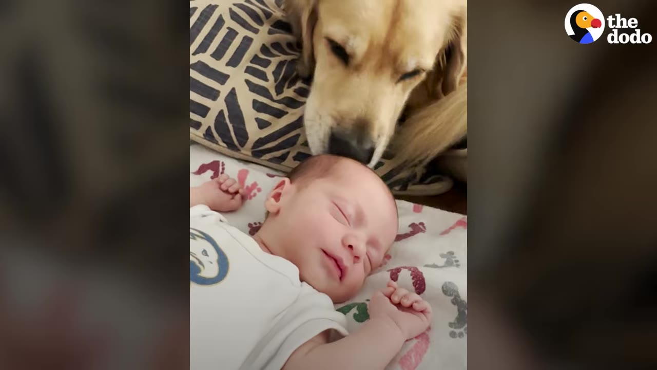 A golden retriever rests its snout near a sleeping newborn baby lying on a patterned blanket.