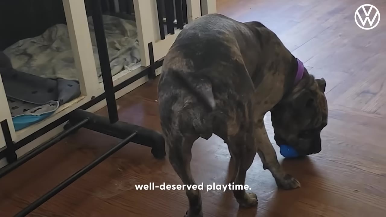 A brindle dog wearing a purple collar playing with a blue toy on a wooden floor.