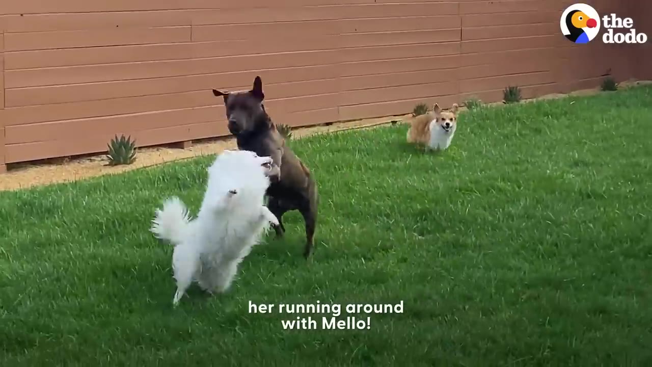 A dark brown dog and a fluffy white dog play together on a green lawn, while a corgi runs in the background.