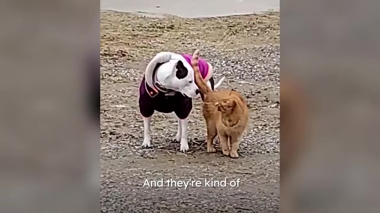 A pit bull wearing a purple sweater gently sniffs an orange tabby cat outdoors.