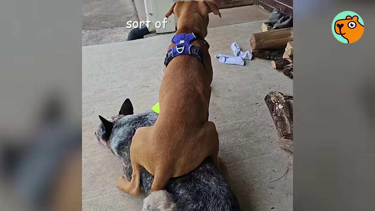 A tan puppy wearing a blue harness sits directly on top of a resting Australian Cattle Dog.