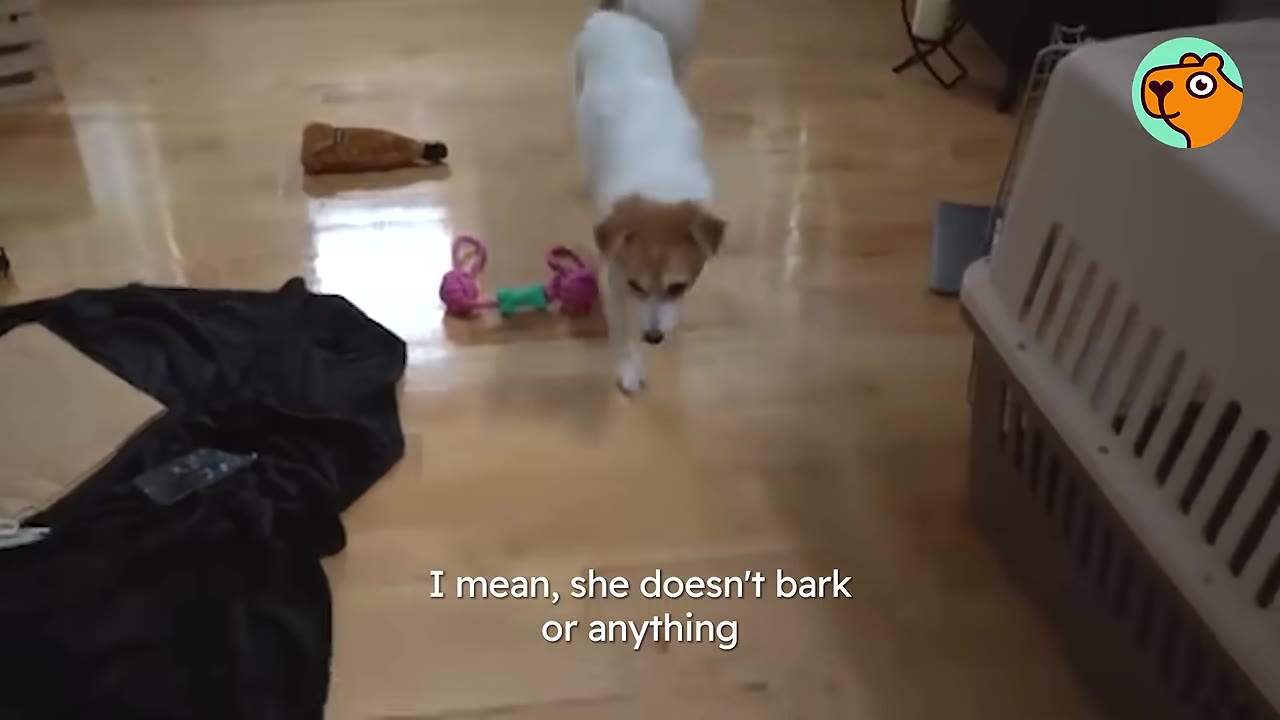 A small white and brown dog walking across a wooden floor indoors past dog toys and a pet crate.