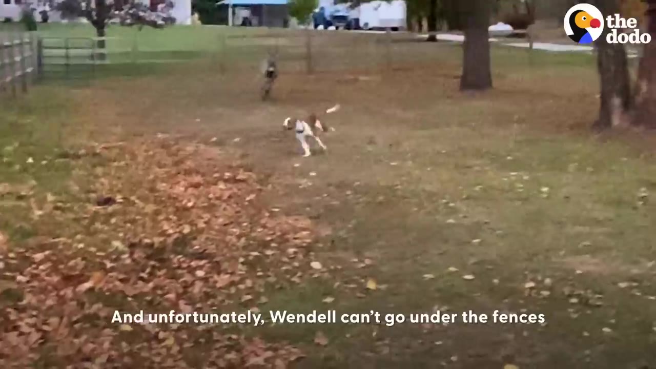 A brown and white dog runs in a grassy yard covered with autumn leaves, while a donkey runs in the background near a wooden fence.