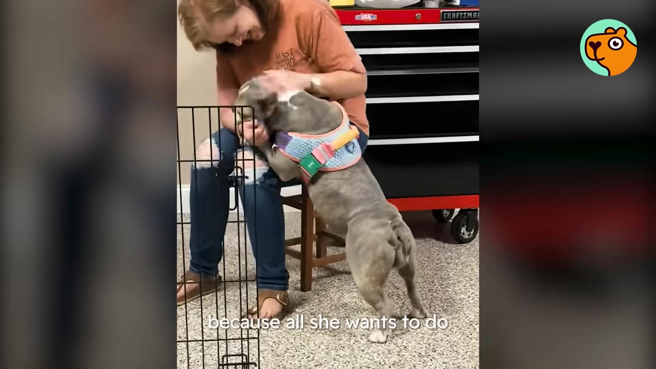 A grey dog wearing a colorful harness leans up against a seated woman as she pets it.