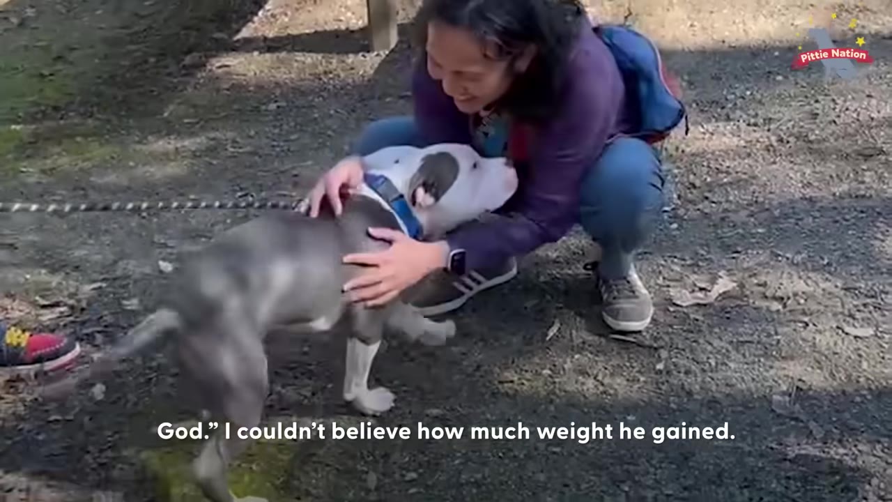 A smiling woman crouching down outdoors to pet and embrace a healthy grey and white dog.