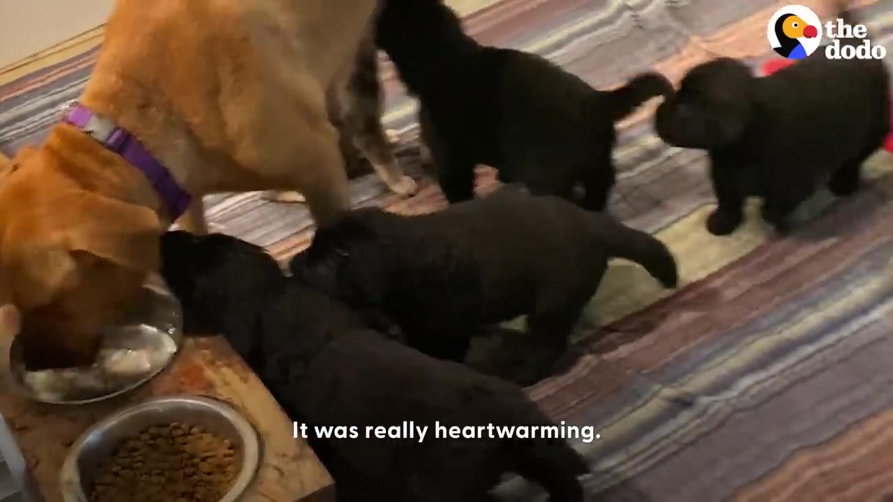 A tan dog with a purple collar eats alongside several dark-colored puppies gathered around food bowls.