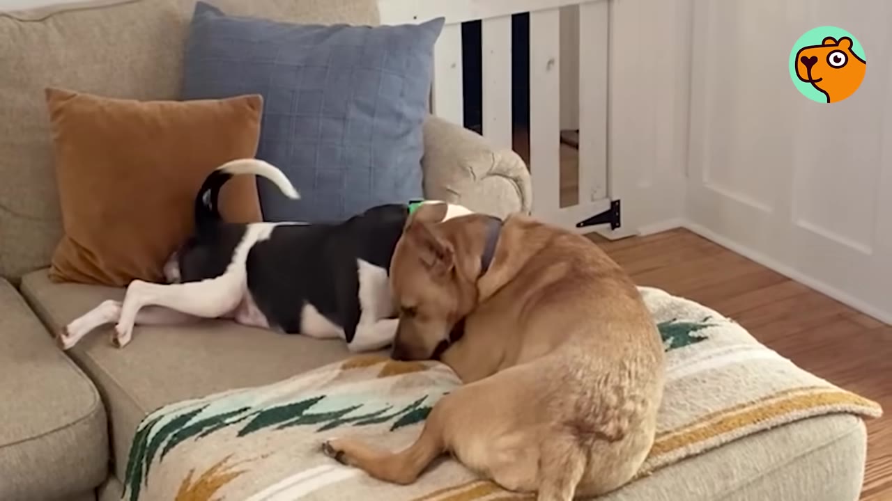 A tan dog and a black-and-white dog resting together on a beige couch.