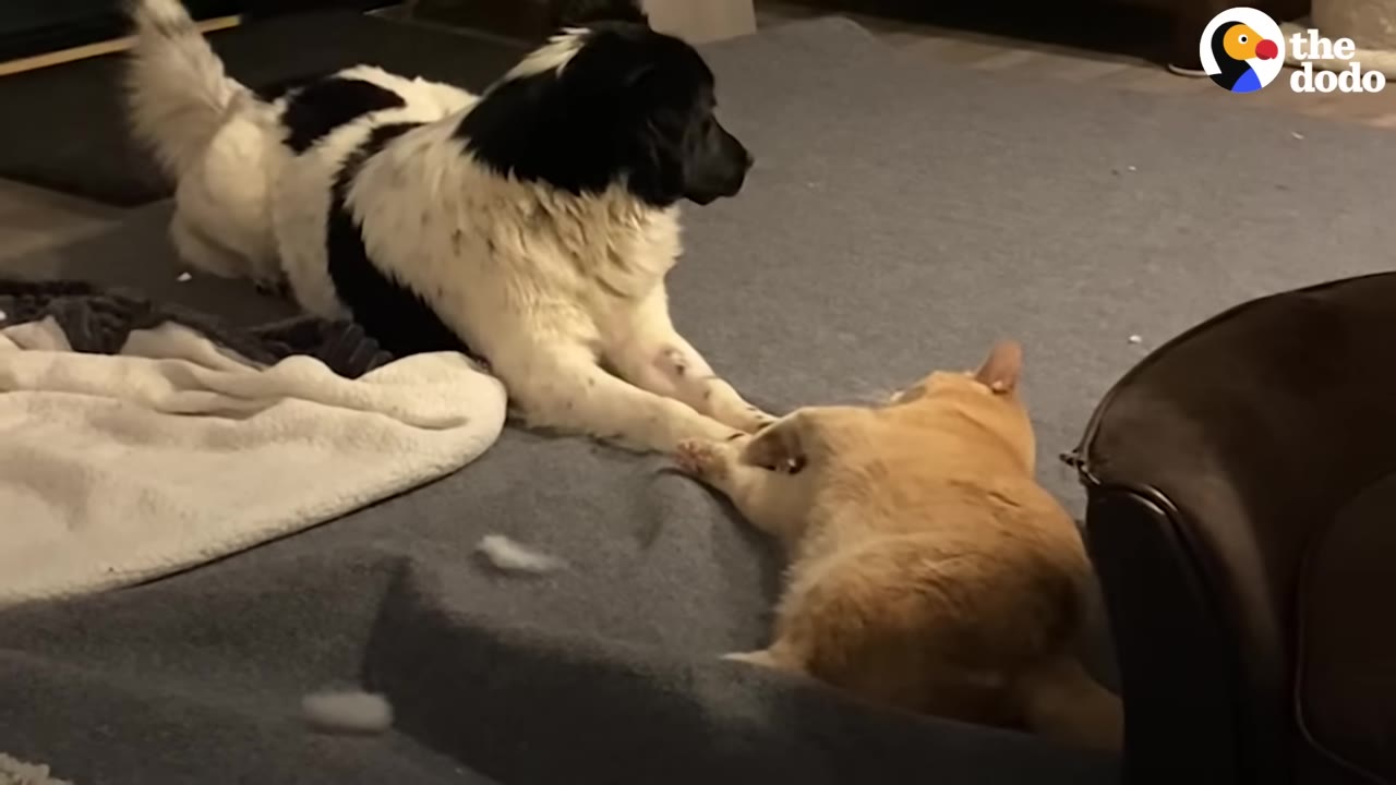 A large black and white dog lying on a gray rug gently extending its paw toward an orange cat.