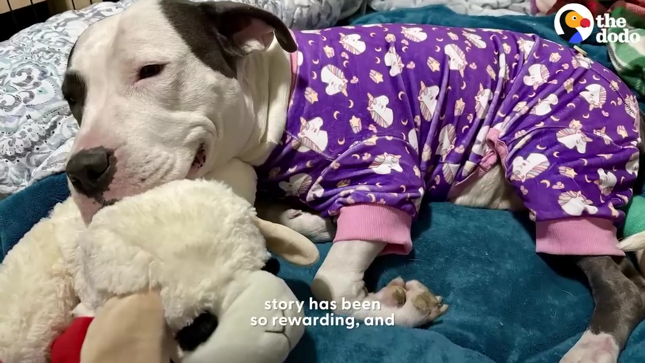 A white and black pit bull wearing purple unicorn pajamas rests on a blue dog bed next to a stuffed lamb toy.