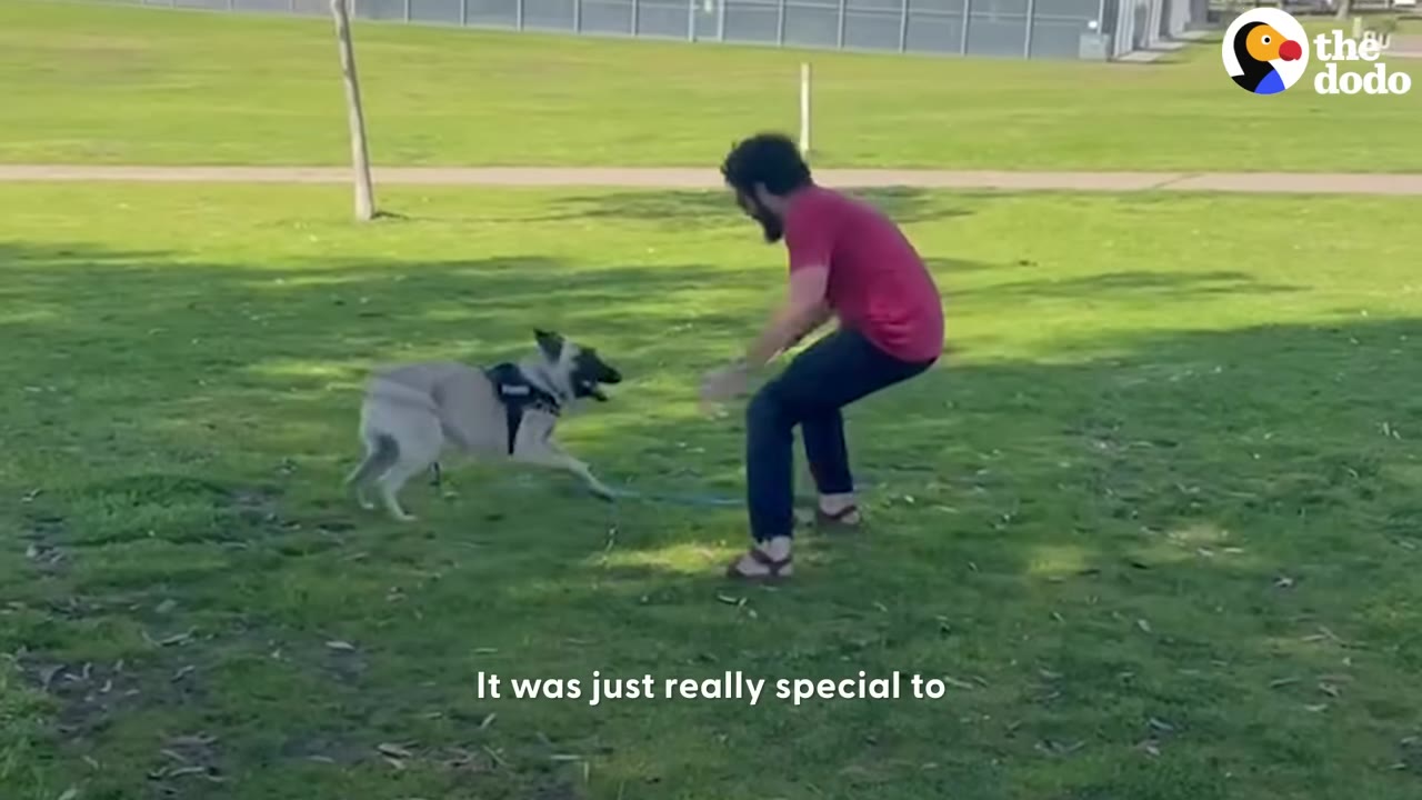 A Belgian Malinois dog running across the grass toward a man who is crouching with open arms.