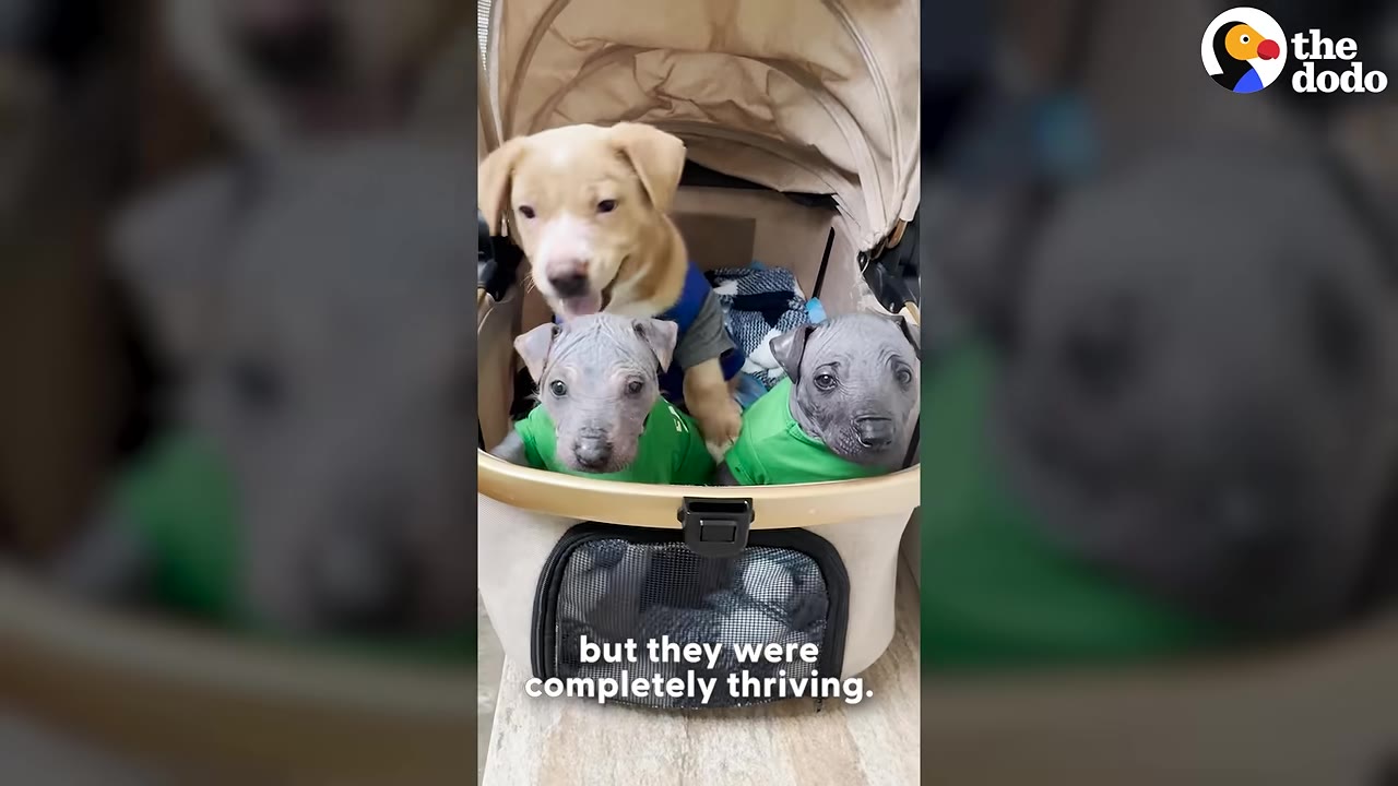 Two hairless puppies wearing green shirts and a light brown puppy sit together inside a beige pet stroller.