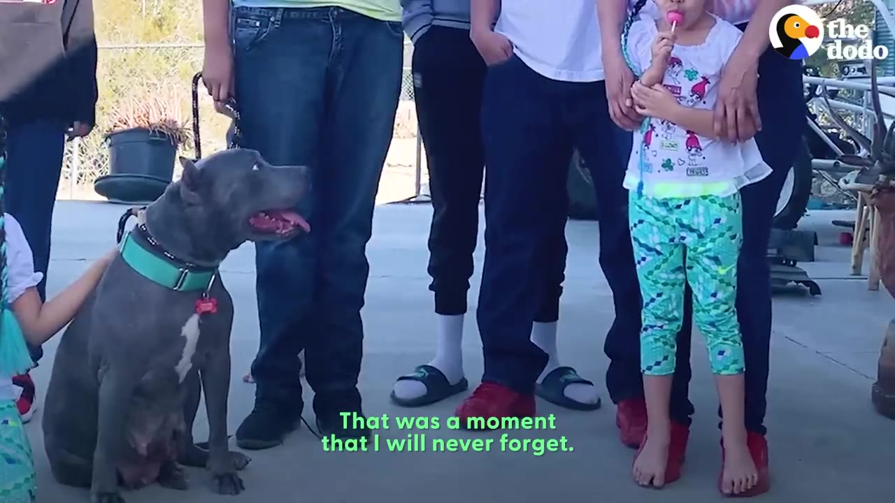 A grey pit bull wearing a bright green collar sits confidently on the ground, looking up happily towards her family standing beside her.