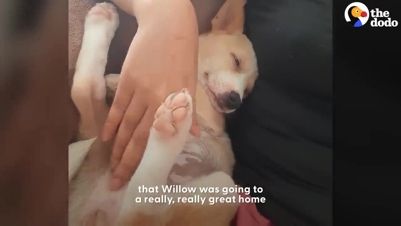 A small tan and white dog lying on its back while a person's hand gently pets its belly.