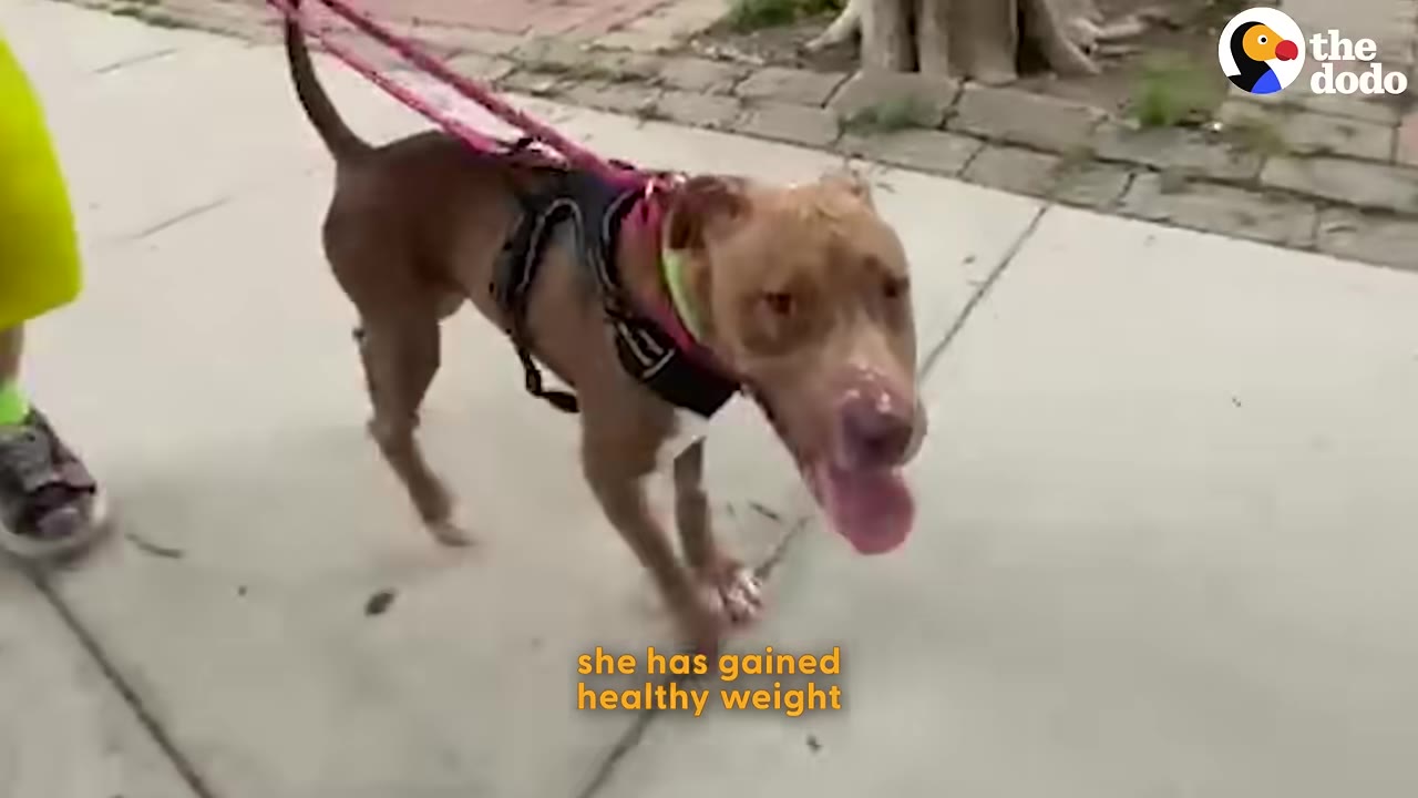 A brown dog with a pink leash and black harness walks happily on a sidewalk, looking healthy and content.