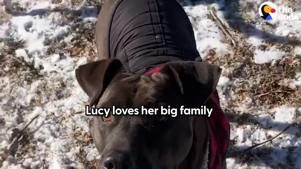A close-up view of a dark-furred dog wearing a black padded coat outdoors on snowy ground.