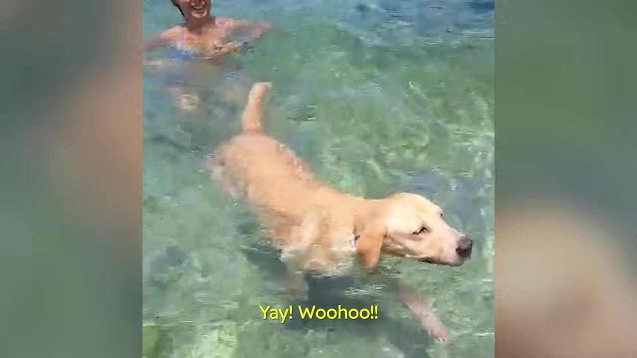 A light brown dog swimming happily in clear green ocean water near a person in a bikini.