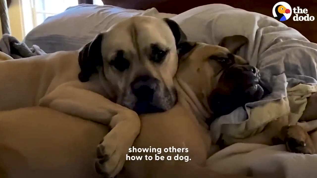 Two large mastiff dogs cuddling closely together on a soft bed.
