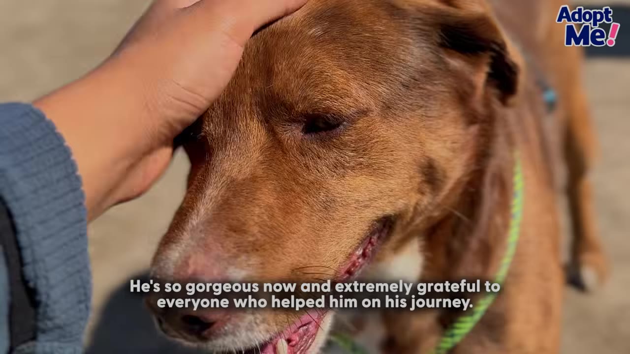 A close-up shot of a brown dog being gently petted on the head by a person's hand.