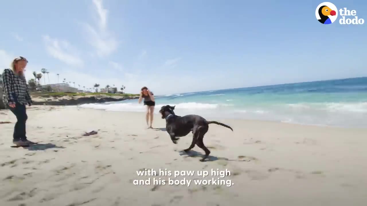 A black dog running enthusiastically along a sandy beach toward a woman in the distance.