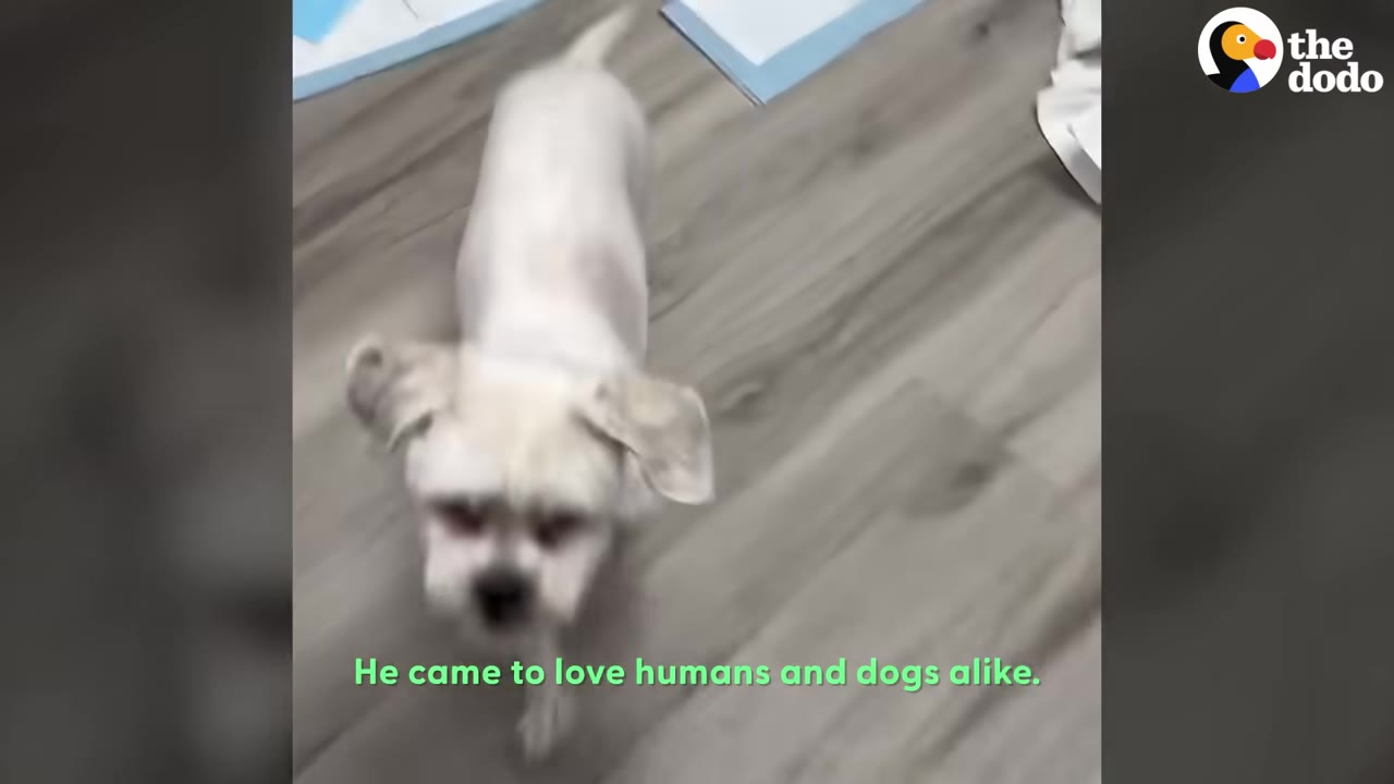 A small, shaved white dog stands on a wooden floor looking up towards the camera.