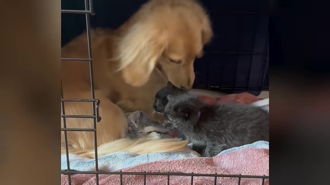 A golden dog gently nuzzles a small grey kitten lying beside it on blankets inside a crate.