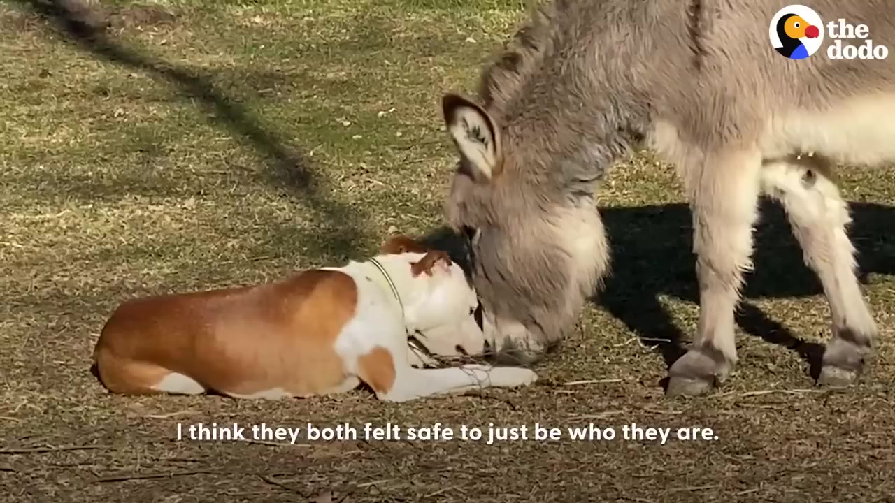 A miniature donkey gently touches its head to a brown and white dog lying down on the grass.