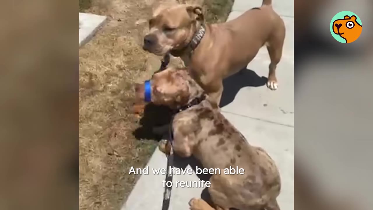 A tan dog standing on a sidewalk near a speckled dog on a leash outside.