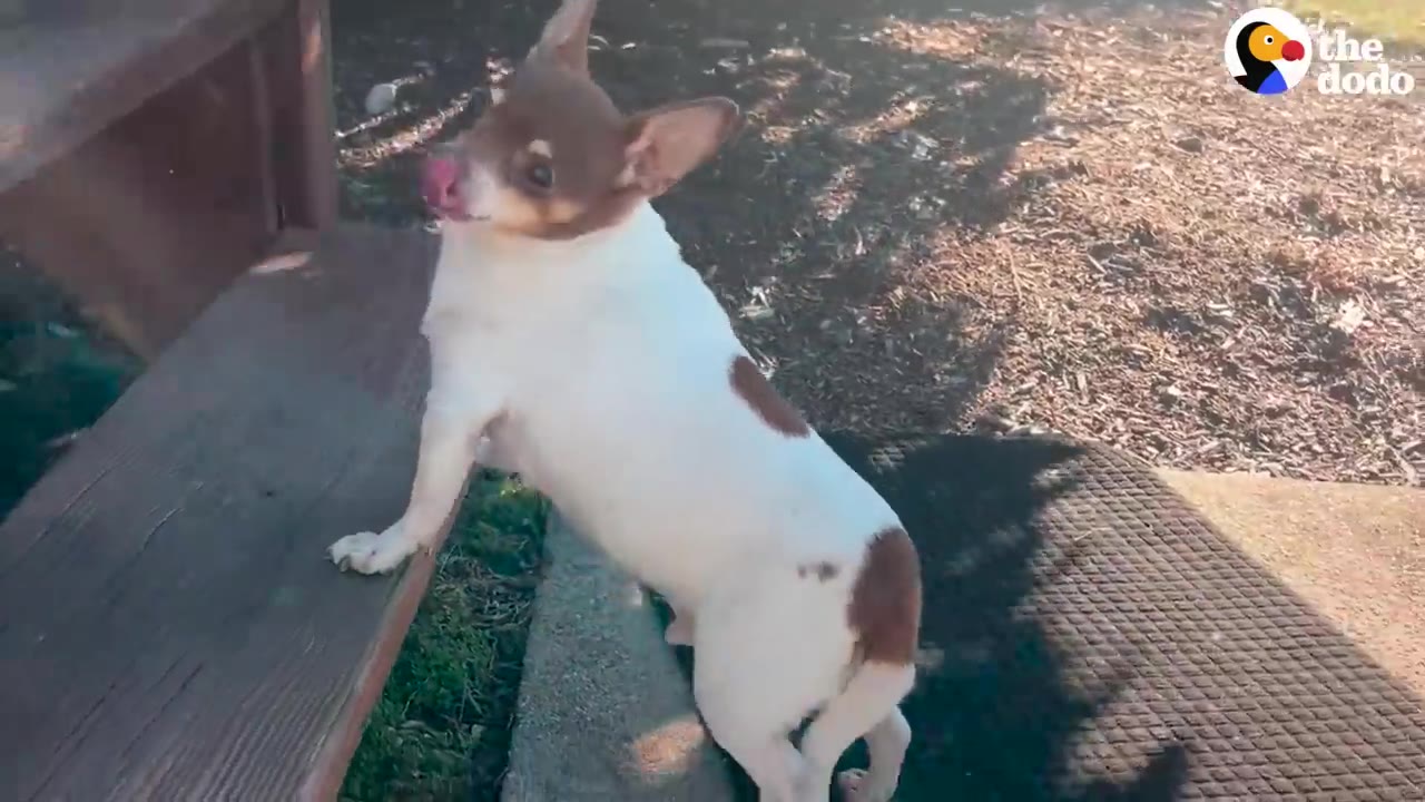 A small brown and white Chihuahua mix standing on its hind legs resting its front paws on a wooden step outdoors.