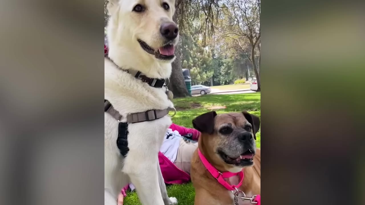 A white dog and a brown dog sitting together on a grassy lawn.