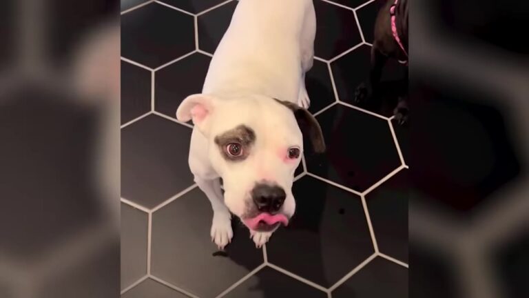 Tennessee Woman Wants To Adopt A Traumatized Dog, But There’s One Big Problem With Bringing Him Home