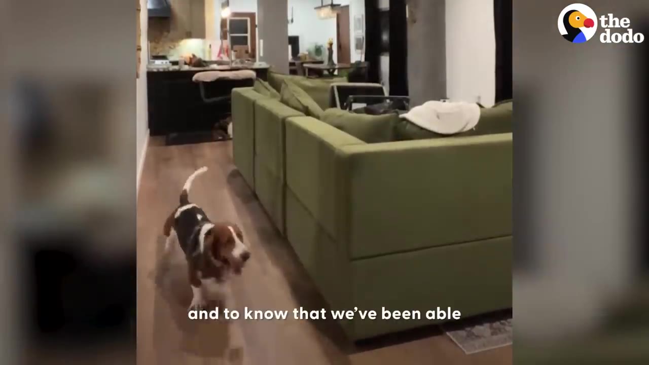 A basset hound trotting happily through a living room past a green sectional couch.
