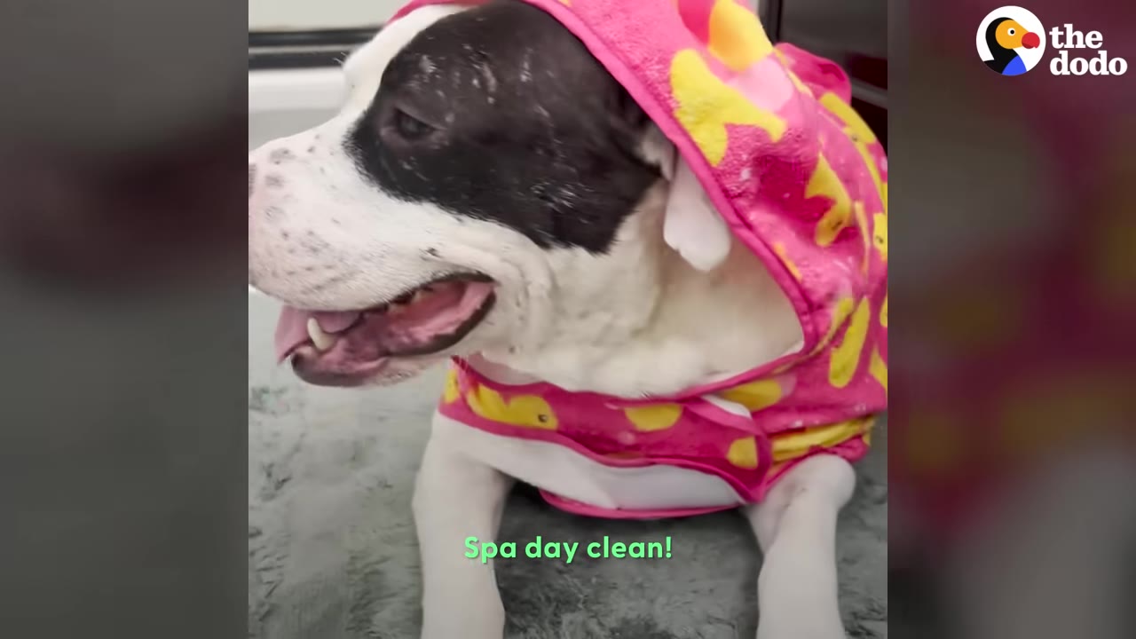 A black and white dog wearing a pink hooded towel with yellow ducks, looking happy after a spa day.
