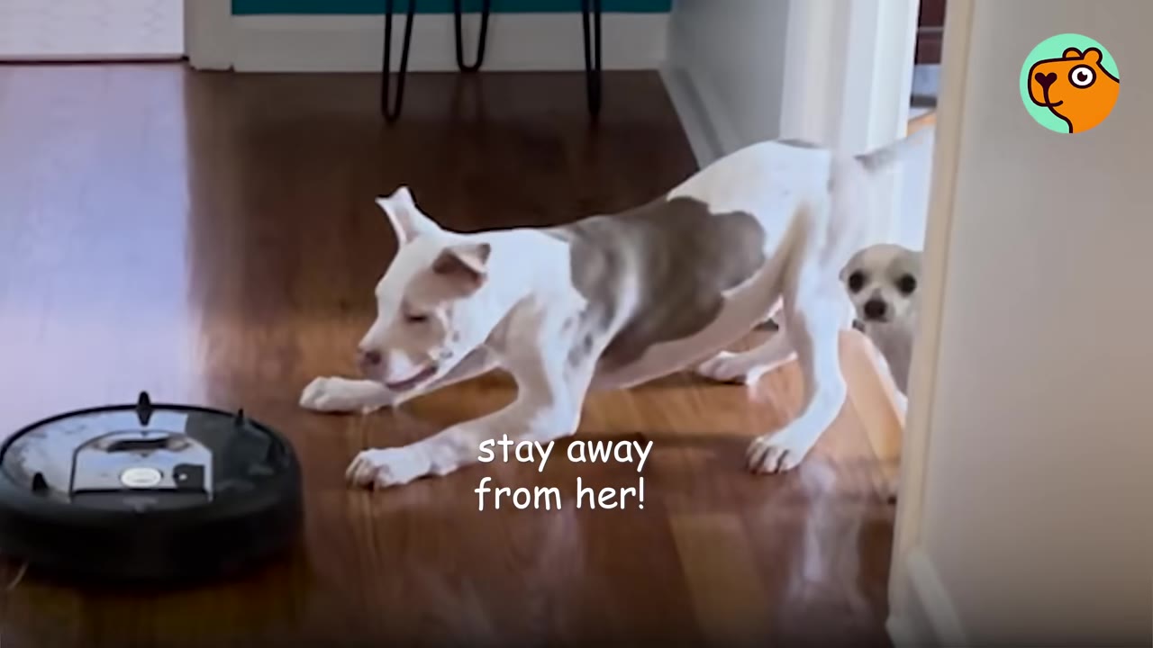 A larger white and tan dog stands protectively on a hardwood floor in front of a robotic vacuum cleaner while a small chihuahua peeks out from behind a doorway.