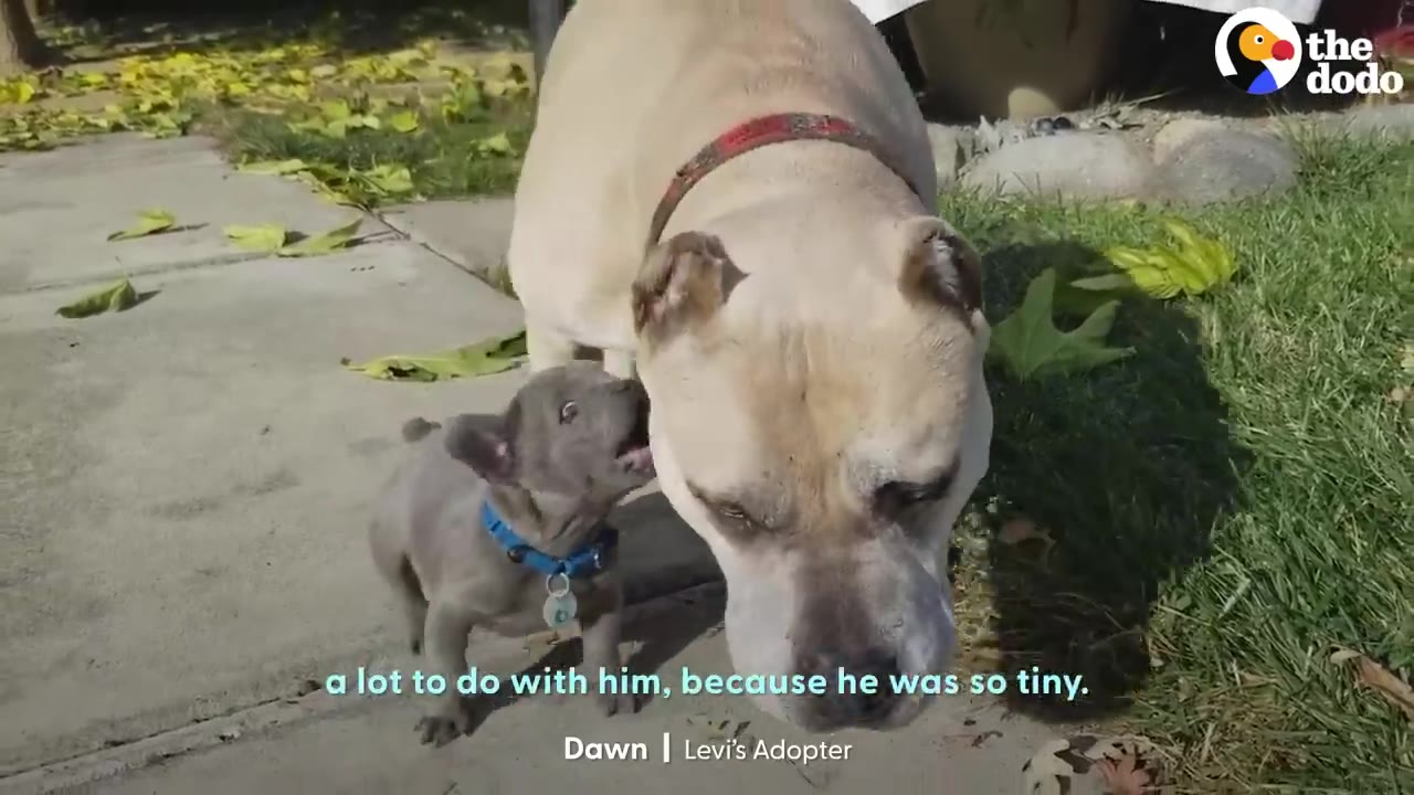A tiny dark grey puppy standing beside a much larger cream-colored pit bull on a sidewalk.