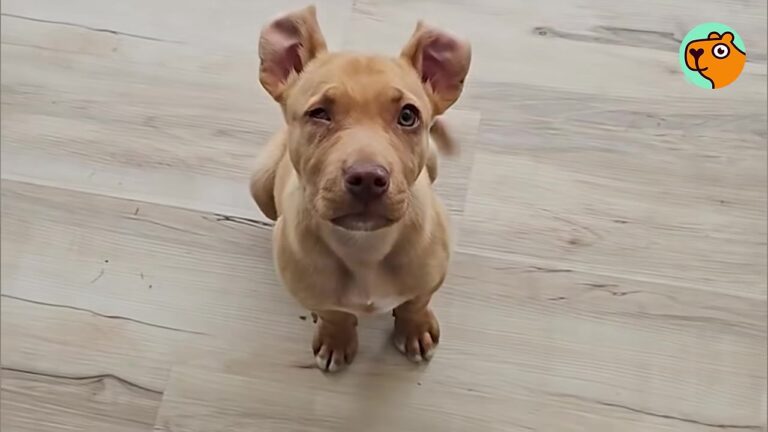 Nobody At An Ohio Diner Wanted The One-Eyed Puppy, Until A Couple Overheard His Story