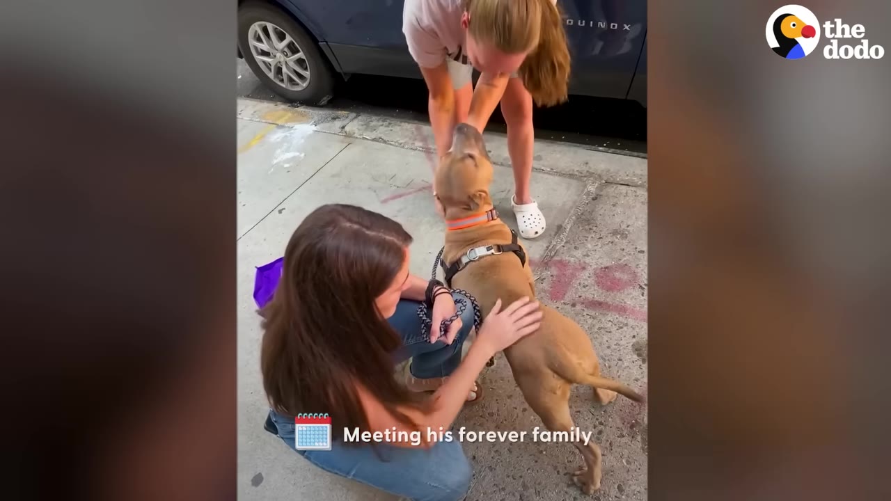 A tan dog standing on a sidewalk as two women kneel down to pet and greet him.