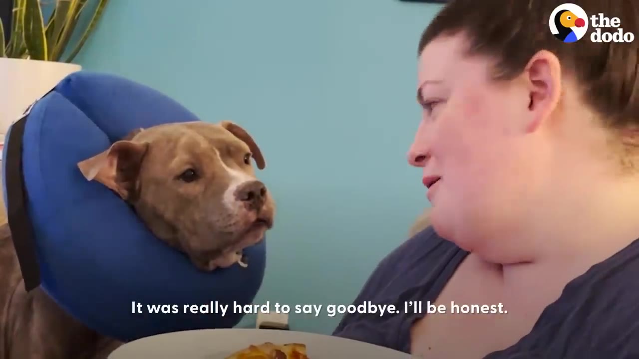 A woman looks fondly at a pit bull wearing a blue inflatable neck doughnut collar.