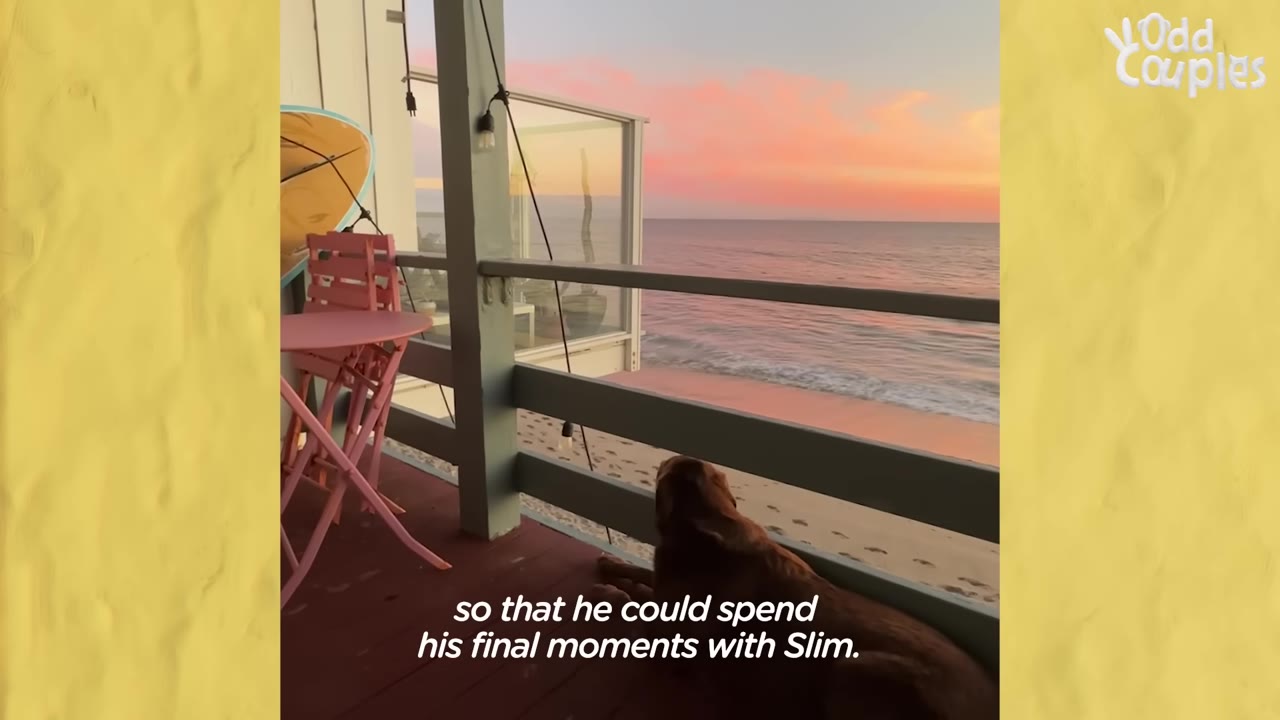 A dog lies on a wooden balcony deck looking out at the beach and ocean under a pink sunset sky.